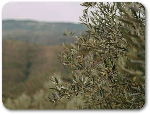 Olivos de Olvera